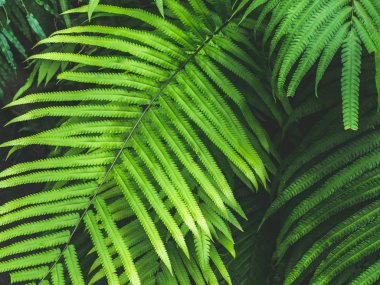 Yakın çekim fern desen arka plan bırakır. Yağmur ormanları bitki örtüsü bitki doku tropikal yeşil eğreltiotu yaprakları.