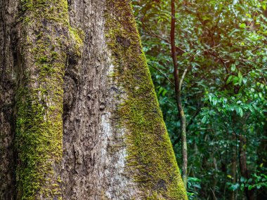 Yeşil yosun yağmur ormanlarında büyük ağaç üzerinde.