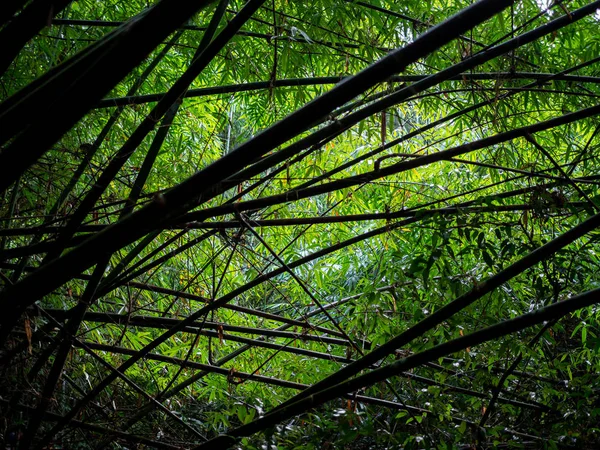 Silhouette Aus Bambus Hintergrund Des Regenwaldes Mit Dem Licht Abstrakte — Stockfoto