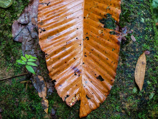 Krásný Detail Mokré Suché Podzimní Dovolené Zeleným Mechem Texturu Pozadí — Stock fotografie