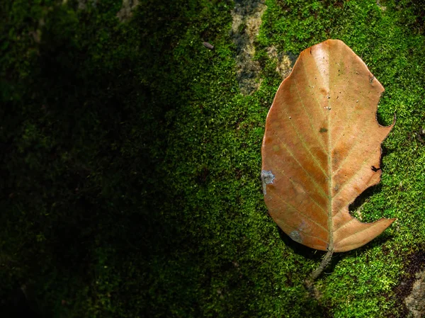 Suché Podzimní Dovolené Zeleným Mechem Textury Tmavém Pozadí Kopie Prostoru — Stock fotografie