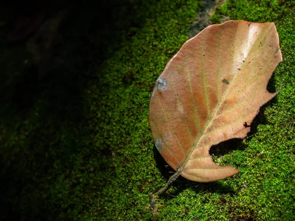 Droge Herfst Verlof Redenen Van Groene Mos Textuur Donkere Achtergrond — Stockfoto