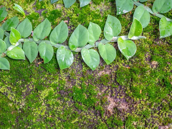 Beautiful green creeper plant and moss covered on the rock in rainforest witch copy space.