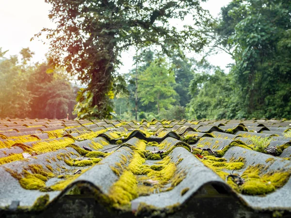 Yağmur Ormanları Zemin Üzerine Yeşil Yosun Yakın Çekim Kiremit Kaplı — Stok fotoğraf