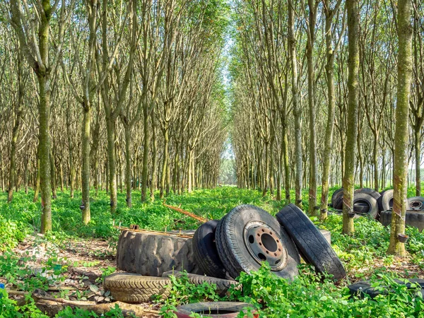 Old tires in rubber tree forest. Row of Rubber trees and bowl milky latex. Source of natural rubber.