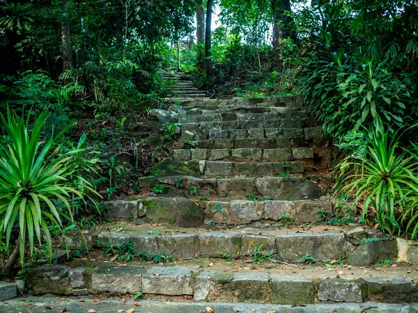 熱帯の木々 や植物の間の丘に至るまで森林歩道の石階段 — ストック写真