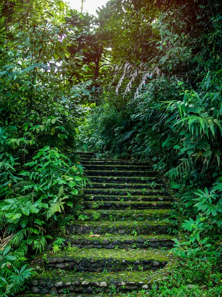 Escalier Pierre Couverture Gravier Par Mousse Dans Passage Forestier Menant — Photo