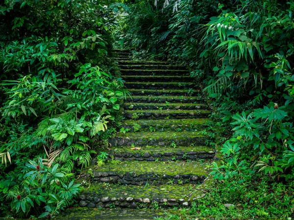 Каменная Гравийная Лестница Покрыта Мхом Лесной Дорожке Ведущей Холму Между — стоковое фото