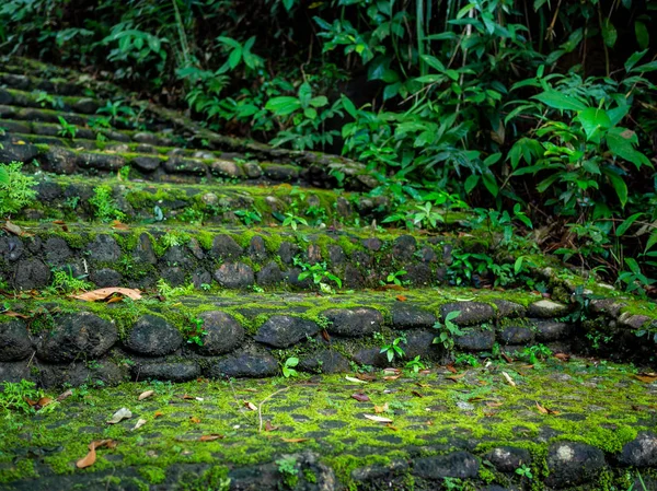 コケの熱帯の木々 や植物の間の丘に至るまで森の通路によるクローズ アップ石と砂利階段カバー — ストック写真