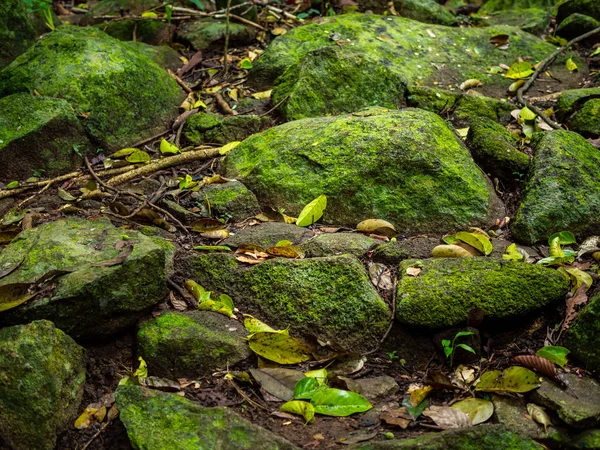 Groene Mos Bedekt Stenen Regenwoud Vallende Blaadjes Waterval Stenen Jungle — Stockfoto