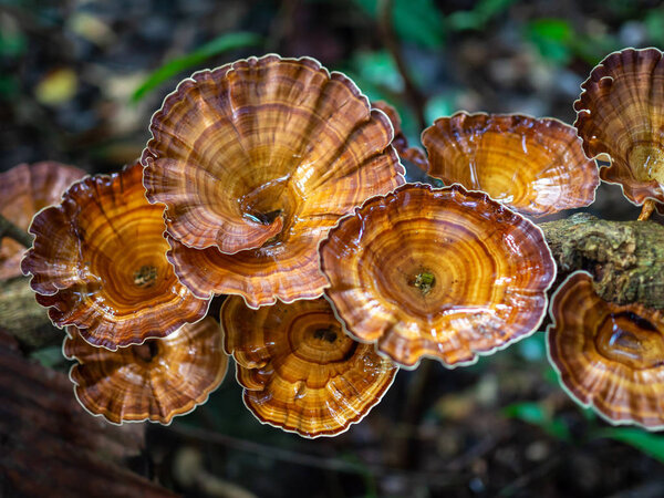 Close-up beautiful wild mushrooms, Microporus Xanthopus mushroom grow on the tree branch in rainforest