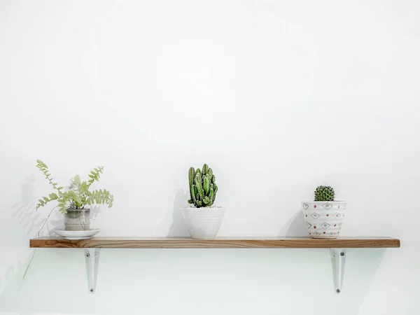 Small Cactus Plant Cute Pots Wooden Shelves White Wall Copy — Stock Photo, Image