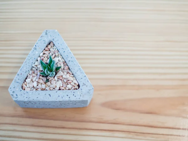 Plano Poner Pequeña Planta Cactus Macetas Cemento Triángulo Sobre Fondo — Foto de Stock