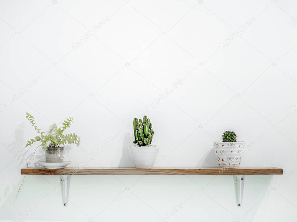 Small cactus plant in cute pots on wooden shelves on white wall with copy space. Minimalist style decoration design.