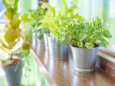 Taze yeşil bitkilerde teneke kutu pencere cam güneş ışığı ile yakınındaki ahşap raf. Kafede basit dekorasyon.