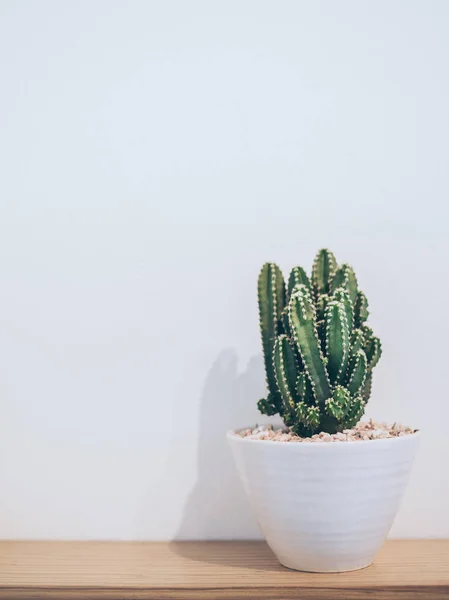 Small Cactus Plant Cute Pot Wooden Shelf White Wall Copy — Stock Photo, Image