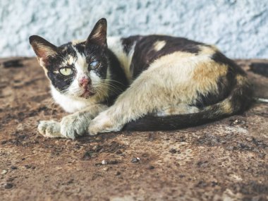 Üç renk evsiz kör kedi. Kirli kedi bir göz ile seyir pas yerde uyuyor.