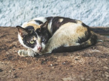 Üç renk evsiz kör kedi. Tek gözüyle bakarak kirli yalnız kedi pas yerde uyuyor.