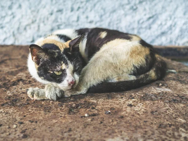 Três Cores Sem Abrigo Gato Cego Sujo Solitário Gato Olhando — Fotografia de Stock