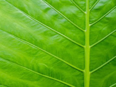 Yakın çekim tropikal doğa yeşil caladium yaprak doku arka plan.