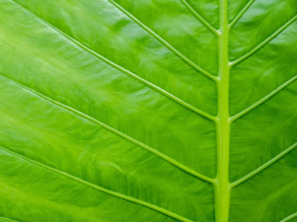 Detail Tropické Přírody Zelená Caladium List Textury Pozadí — Stock fotografie