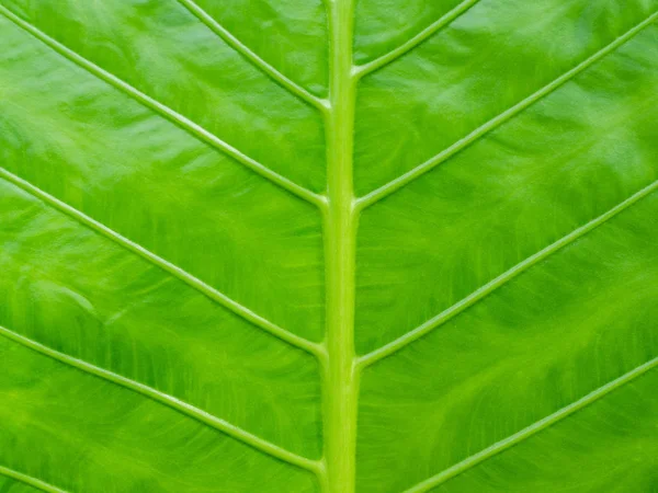 Close Tropische Natuur Groene Caladium Blad Textuur Achtergrond — Stockfoto