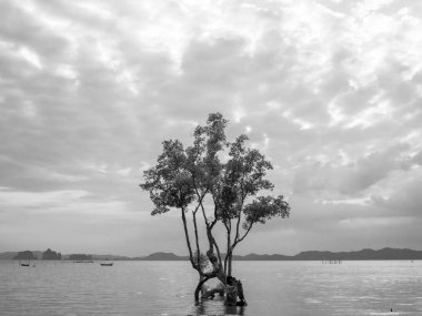 Yalnız mangrov ağaç dağ, güzel deniz manzarası ve günbatımı gökyüzü bulutlu arka plan, siyah ve beyaz tarzı ile sığ suda.