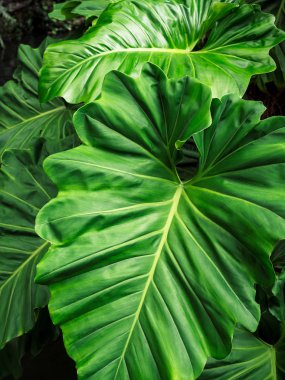 Tropikal doğa yeşil caladium yaprak doku arka planda tropikal orman dikey stil.