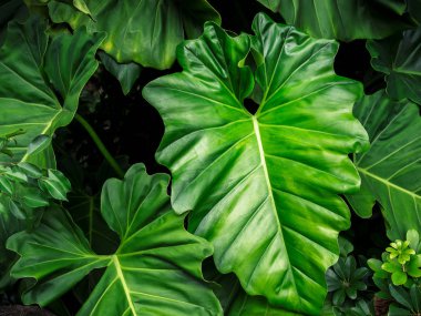 Tropikal doğa yeşil caladium yaprak doku arka planda tropikal orman.