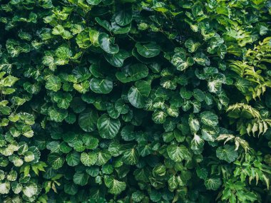 Tropikal doğa yeşil bush doku arka planda tropikal orman.