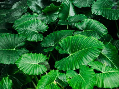 Tropikal doğa yeşil caladium yaprak doku arka planda tropikal orman.