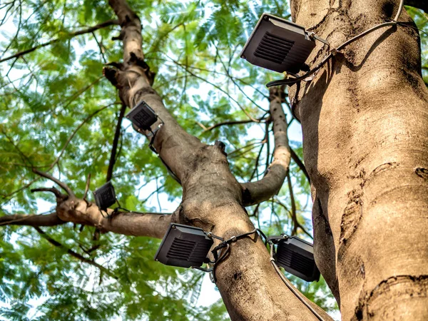 Светодиодные Прожекторы Установлены Большом Дереве Саду — стоковое фото
