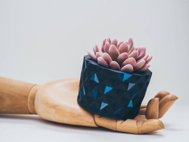 Beyaz arka plan üzerinde ahşap yandan pembe etli bitki ile benzersiz siyah geometrik yetiştiricilerinin. Modern güzel boyalı beton yetiştiricilerinin. Ev ve bahçe dekorasyon konsepti.