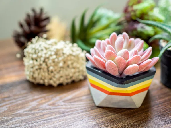 Colorful geometric planter on wooden table background. modern beautiful painted concrete planters and cactus plants or succulent plants. Home and garden decoration concept.