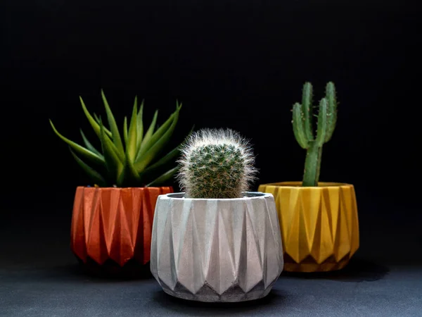 Gold, silver and copper metallic geometric planters on black background. Modern beautiful painted concrete planters and cactus plants or succulent plants. Home and garden decoration concept.