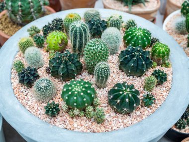 Beton tencerede birçok tür yeşil kaktüs bitkileri.