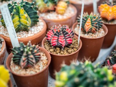 Renkli kaktüs bitki kahverengi plastik kapta.