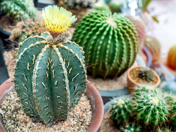 特写美丽的绿色仙人掌植物与黄色的花在锅里 — 图库照片