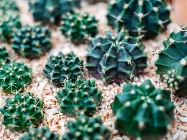 Close Green Cactus Plant Gravel Background Top View — Stock Photo, Image