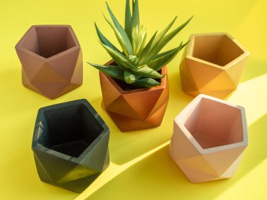Colorful pentagon geometric concrete planters with succulent plant on yellow background. Modern beautiful painted concrete pot, home and garden decoration concept. clipart