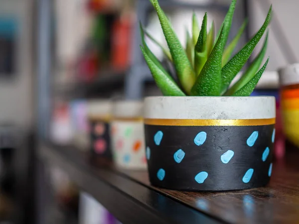 Colorful round geometric concrete planters with green succulent plant on wooden shelf. Modern beautiful painted concrete pot, home and garden decoration concept.