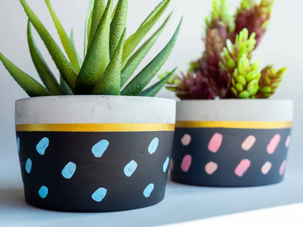 Colorful round geometric concrete planters with green succulent plant and flowers on white background. Modern beautiful painted concrete pot, home and garden decoration concept.
