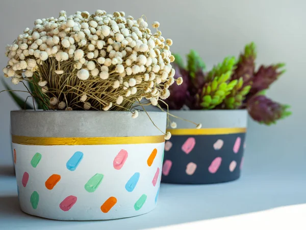Colorful round geometric concrete planters with green succulent plant and flowers on white background. Modern beautiful painted concrete pot, home and garden decoration concept.