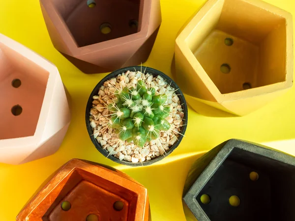 Colorful pentagon geometric concrete planters with cactus plant on yellow background. Modern beautiful painted concrete pot top view, home and garden decoration concept.