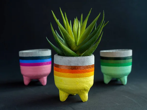 Colorful cute concrete planters with succulent plant. Painted concrete pots on dark background for home decoration.