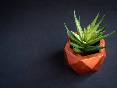 Modern bakır renkli geometrik altıgen beton ekici kopya alanı koyu zemin üzerine yeşil etli bitki ile. Ev dekorasyon için boyalı beton pot