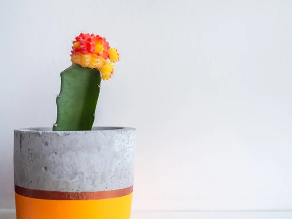 Colorful modern concrete planter with cactus plant on white wall background with copy space. Painted concrete pots for home decoration minimalist style.