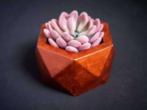 Moderna Koppar Färg Geometriska Hexagon Konkreta Planter Med Vackra Rosa — Stockfoto
