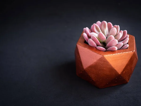 Moderna Koppar Färg Geometriska Hexagon Betong Krukor Med Kaktus Växter — Stockfoto