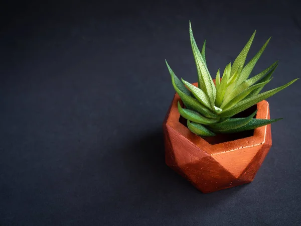 Modern copper colour geometric hexagon concrete planter with green succulent plant on dark background with copy space. Painted concrete pot for home decoration